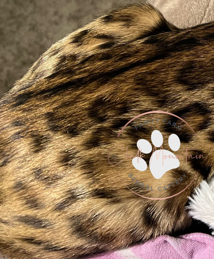 Bengal color genetics example blue snow white black melanistic snow lynx snow mink silver brown bengal color